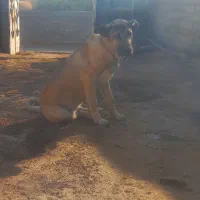 توله سگ سرابی