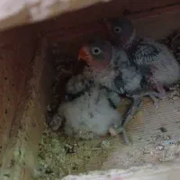 کوتوله برزیلی ، عروس هلندی|پرنده|جهرم, |دیوار