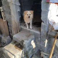 سگ پا کوتاه