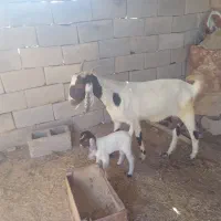 بز سرحال|حیوانات مزرعه|شادگان, |دیوار