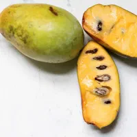 فروش نهال های استوایی|خدمات باغبانی و درختکاری|ساری, |دیوار