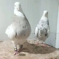 کبوتر طوقی