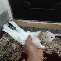 کفتر هفت رنگ کشیده گرفتنی کبوتر|پرنده|کرباسک, |دیوار