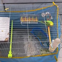 مرغ عشق در شهر دستنا|پرنده|کیار, |دیوار