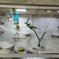 پرنده مرغ عشق|پرنده|بیرجند, |دیوار