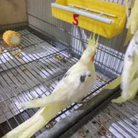 عروس هلندی دوکت|پرنده|بندرعباس, |دیوار