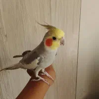 عروس هلندی سخنگو