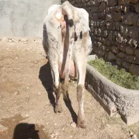 گاو هلشتان درج یک شیر ۲۵ کیلو گوساله سیمتال اصل|حیوانات مزرعه|بزینه رود, |دیوار