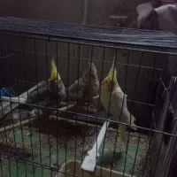 ۳عدد عروس هلندی بایک قفس|پرنده|تهران, بیسیم|دیوار