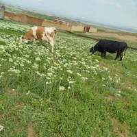 گاو سمینتال