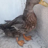 اردک نر کله قازی