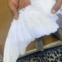 کفتر|پرنده|اهواز, نبوت|دیوار