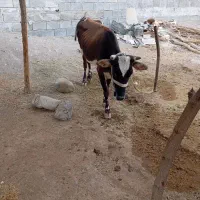 سلام فروشگاوباگوس