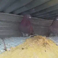 نر پرش سنگین