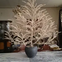 درخچه تزیینی ارتفاع یک متر