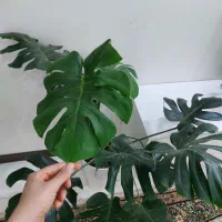 مانسترا برگ انجیری|گل و گیاه طبیعی|اسلامشهر, شهرک واوان|دیوار