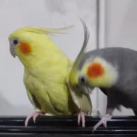 عروس هلندی مولد سخنگو