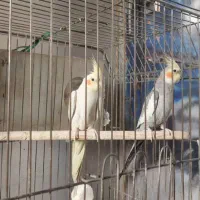 یک جفت عروس هلندی تک