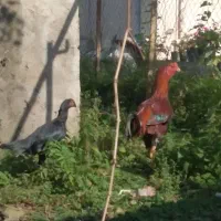 خروس و مرغ لاری|حیوانات مزرعه|توتکابن, |دیوار