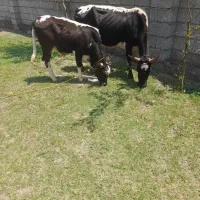 گاوچالوسی حامله باگوساله ماده لیشه نافدار