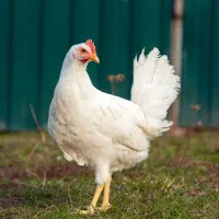 کار در مرغداری تخم گذار