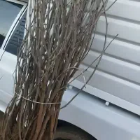 فروش نهال تمشک بدون خار