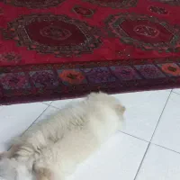 فرش دستباف|فرش|مشهد, وکیلآباد|دیوار