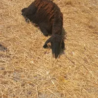 مرجوان عمر