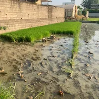 تیم نشا دوباره کشت