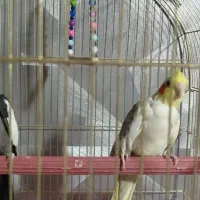 دو جفت عروس هلندی سخنگو