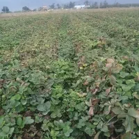 نهال توت فرنگی سابرینا