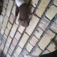 کلاغ سرخو سیا|پرنده|تربت‌حیدریه, ۴۵ متری|دیوار