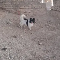 سگ نگهبان
