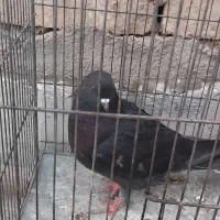 کبوتر زاغ پرشی|پرنده|گلپایگان, |دیوار