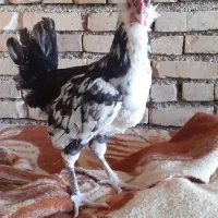 نیمچه گلین
