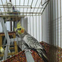 عروس هلندی|پرنده|قم, باغ کرباسی|دیوار