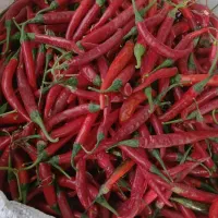 فلفل خشک و تر