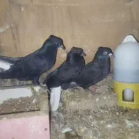 سیاه دم سفید ماده