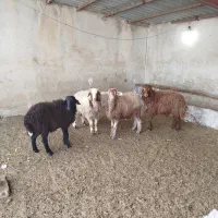 چند راس بره نر عالی