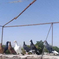 جوجه پلنگ