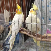 جفت عروس هلندی مولد|پرنده|دزفول, |دیوار