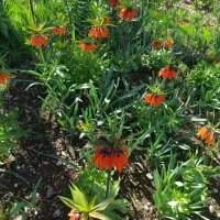 پرموسیر تازه