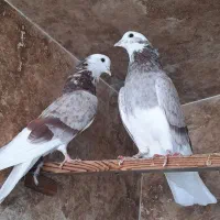 کفتر ابلغ هما شازده سرور زردی پرشی