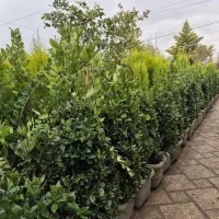 گل و درخت زینتی ورودی مغازه