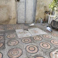 کفتر سینه سبز|پرنده|شیراز, شریف‌آباد|دیوار