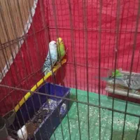 فروش مرغ عشق