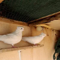 کبوتر اراکی