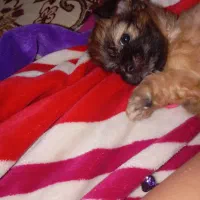 سگ بامزه|سگ|بندر انزلی, لیچارگی حسن رود|دیوار