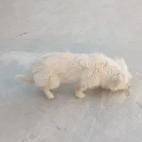 سگشیتزو|سگ|یزد, |دیوار