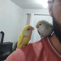 جفت کوتوله برزیلی